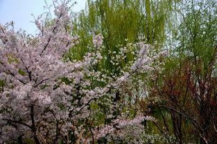 国产春色在线,探寻中国电影中的青春与色彩